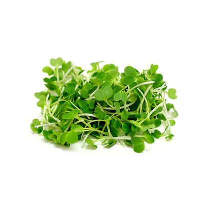 Pakchoi Microgreens - God’s Greens