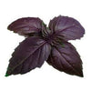 Purple Basil - Fresh