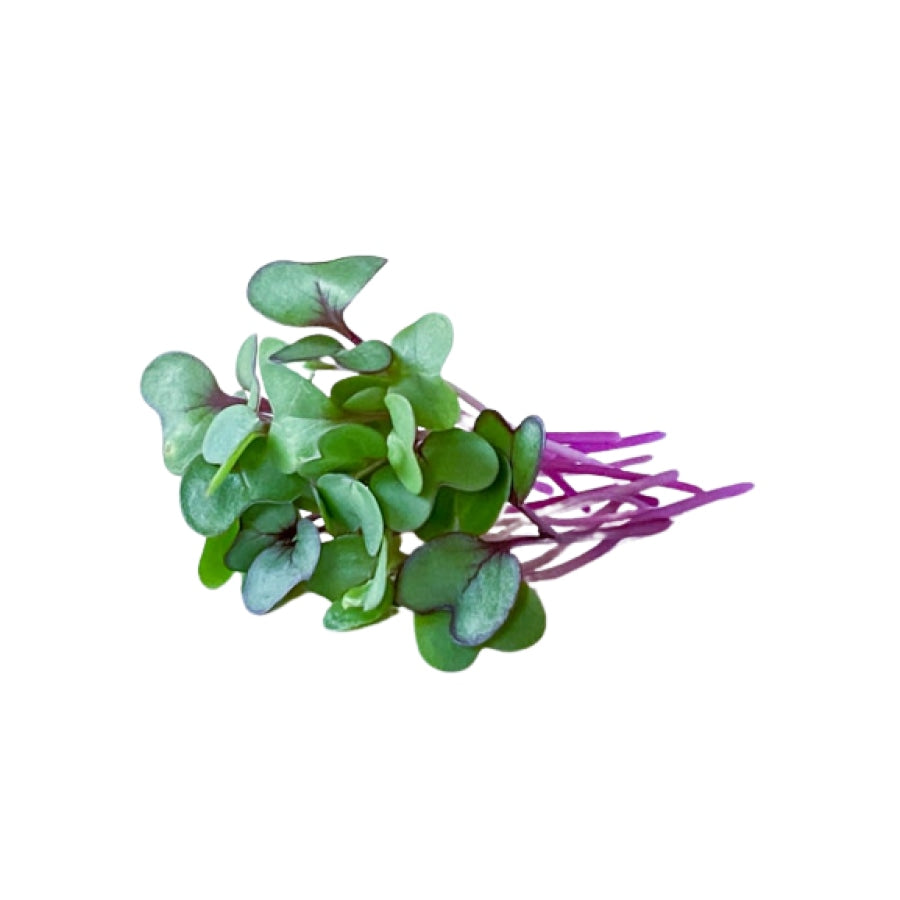 Purple Kohlrabi Microgreens - God’s Greens