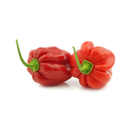 Red Habanero Chilli - Fresh