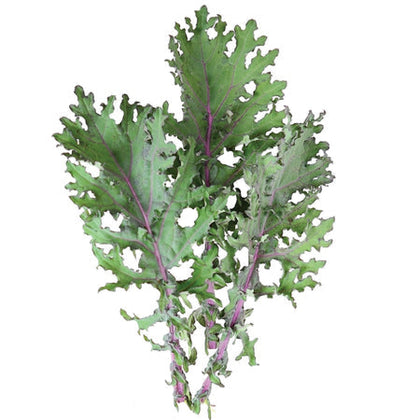 Red Russian Kale - Fresh