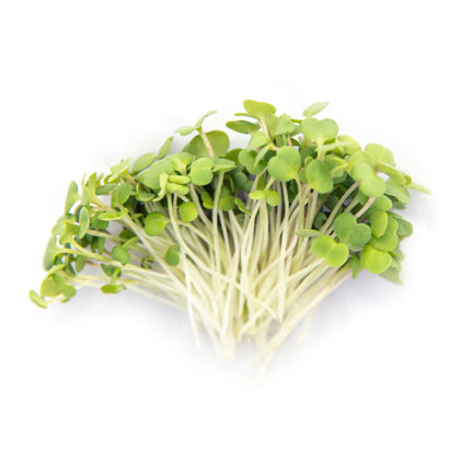 Rocket Microgreens - Fresh