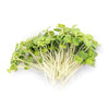 Rocket Microgreens - Fresh