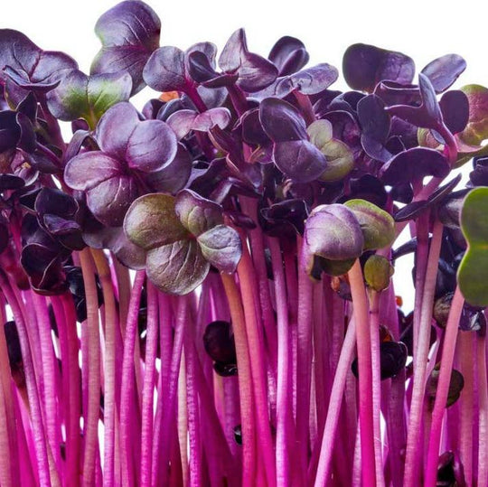 Purple Sango Radish Microgreens - Fresh Aisle