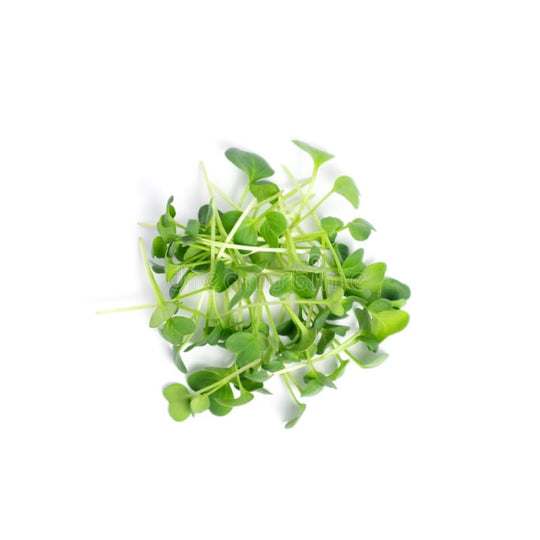 Spicy Radish Microgreens - Fresh Aisle