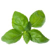 Basil Italian (Hydroponic) - Fresh