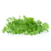 Cabbage Microgreens - Fresh Aisle