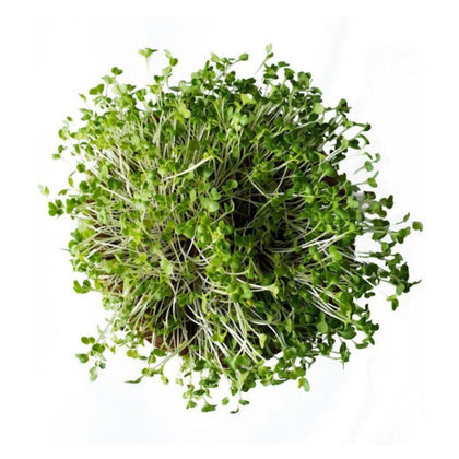 Cauliflower Microgreens - Fresh Aisle