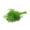 Fresh Dill Leaves