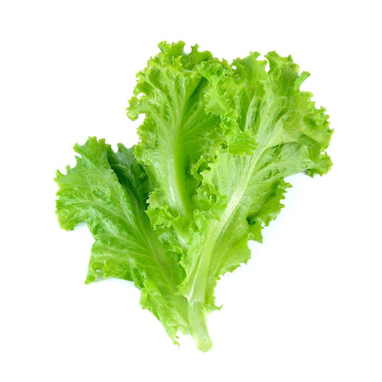 Fresh Lettuce Green