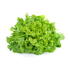Fresh Lettuce Green (Hydroponic)