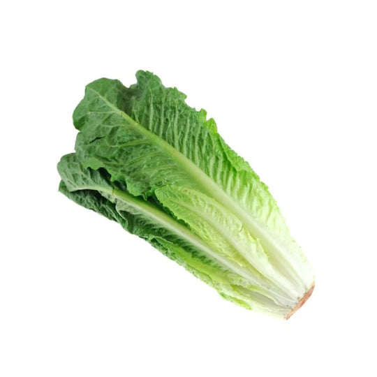 Fresh Lettuce Romaine
