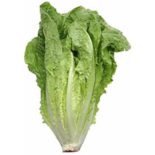 Fresh Lettuce Romaine (Hydroponic)