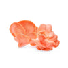 Fresh Pink Oyster Mushroom