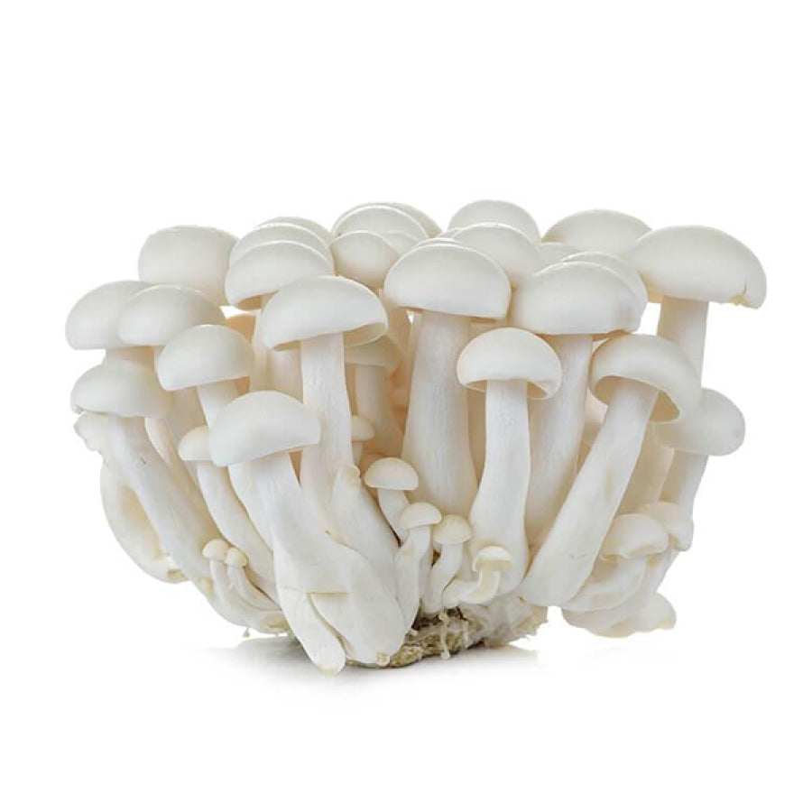 Fresh Shimeji Mushroom White
