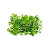 Pakchoi Microgreens - Fresh Aisle