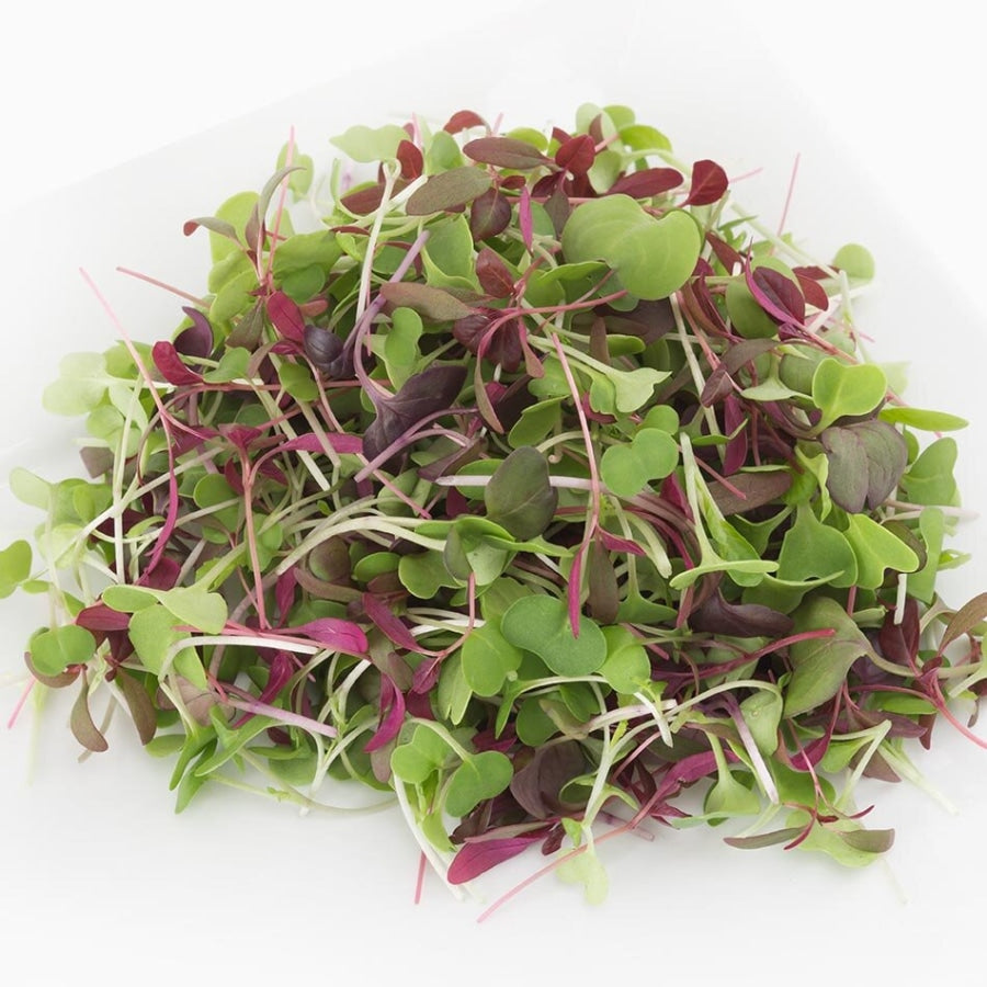Rainbow Mix Microgreens - Fresh Aisle - Fresh Aisle