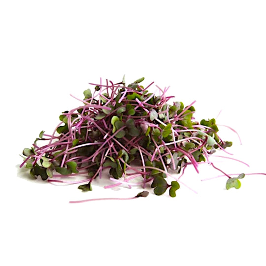 Red Cabbage Microgreens - Fresh Aisle