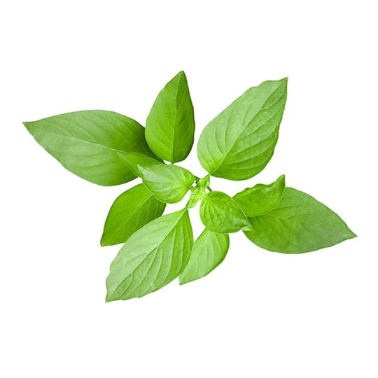 Thai Basil (Hydroponic) - Fresh